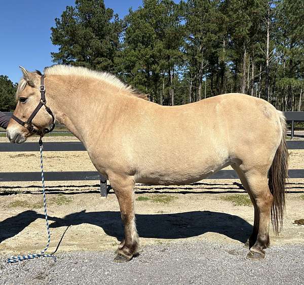 easy-fjord-horse