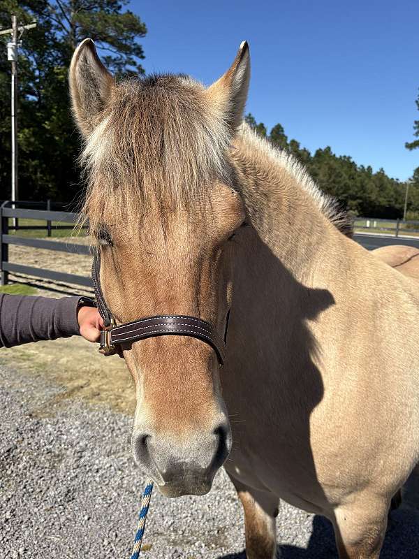 get-mare-pregnant-fjord-horse