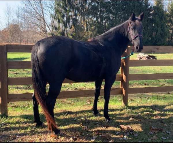 big-mare-tennessee-walking-horse