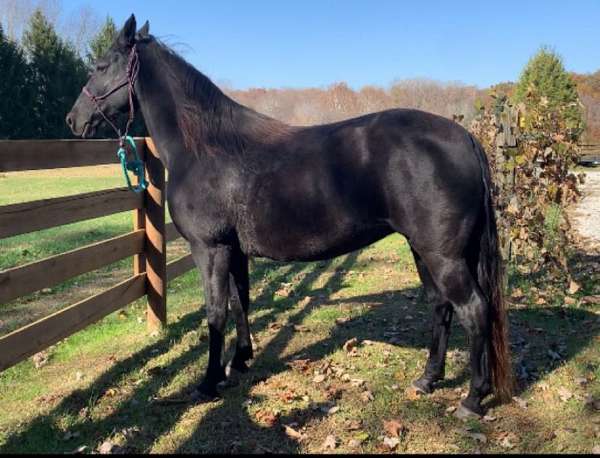 twh-broodmare