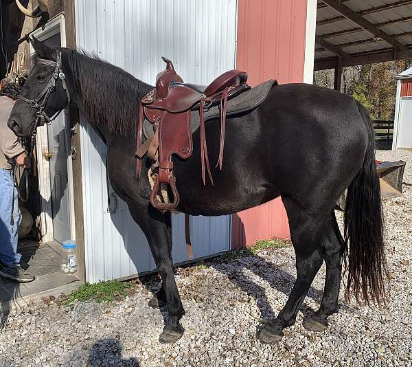 trail-horse-broodmare