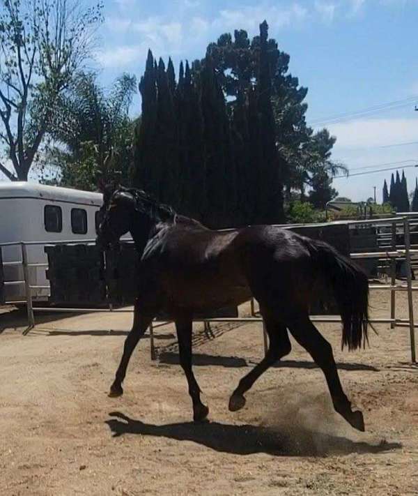 star-horse