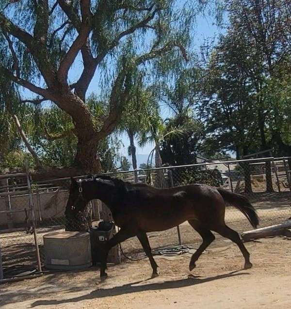bay-star-horse