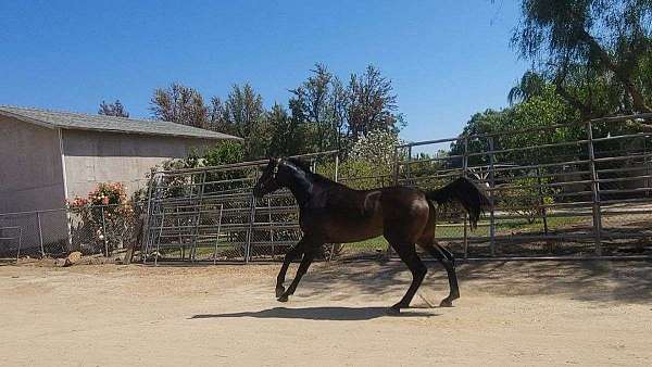 all-around-thoroughbred-horse