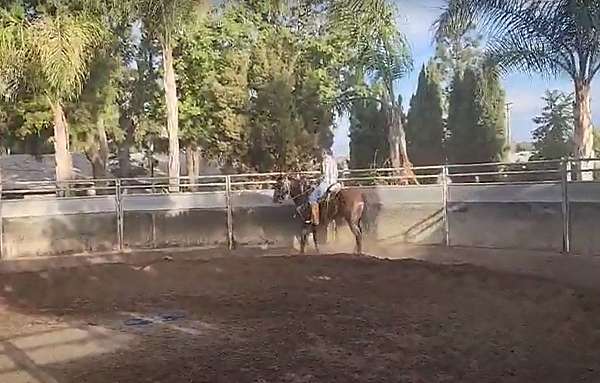 experienced-thoroughbred-horse