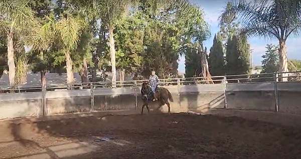hunter-thoroughbred-horse