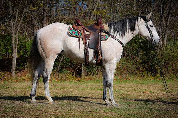 all-around-quarter-horse