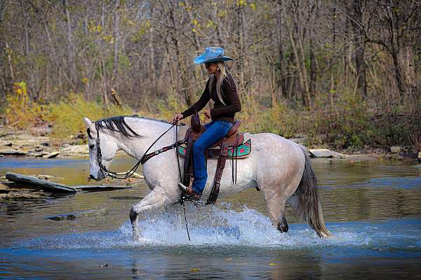 athletic-quarter-horse