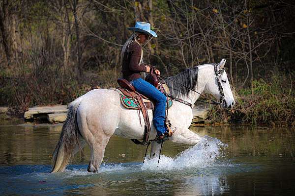 beginner-quarter-horse