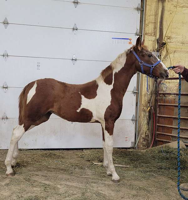 tennessee-walking-filly