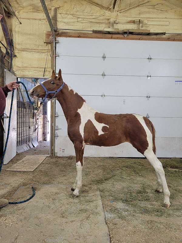 tennessee-walking-horse-for-sale