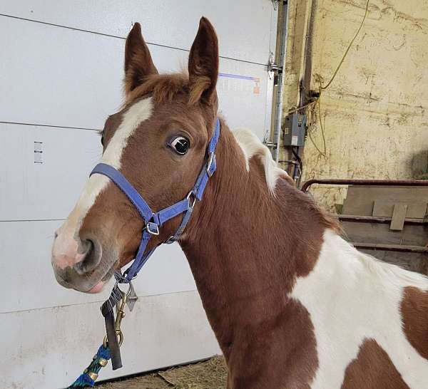 tennessee-walking-horse