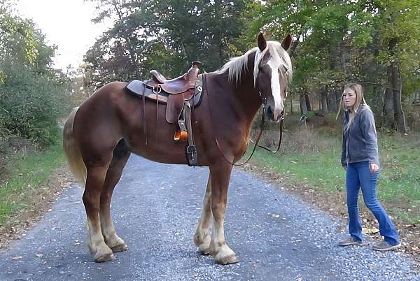 giant-belgian-horse
