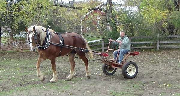 barefoot-belgian-horse