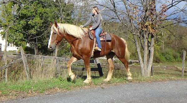 bright-belgian-horse