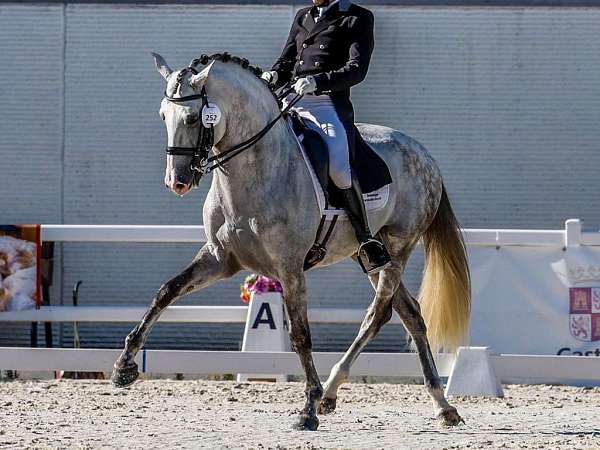 advanced-level-lusitano-horse