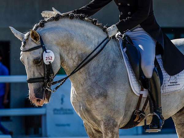 lusitano-horse