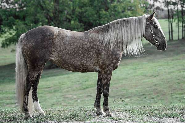 western-horse-rocky-mountain