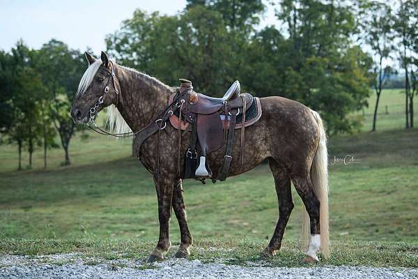 tennessee-walking-horse-rocky-mountain