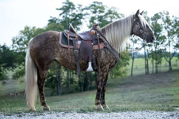 trail-horse-for-sale-rocky-mountain