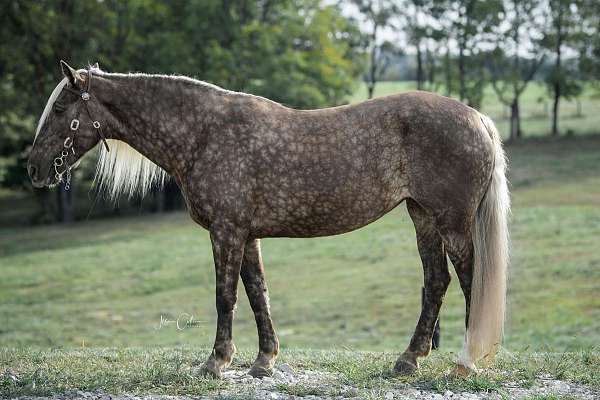 ri-rocky-mountain-horse
