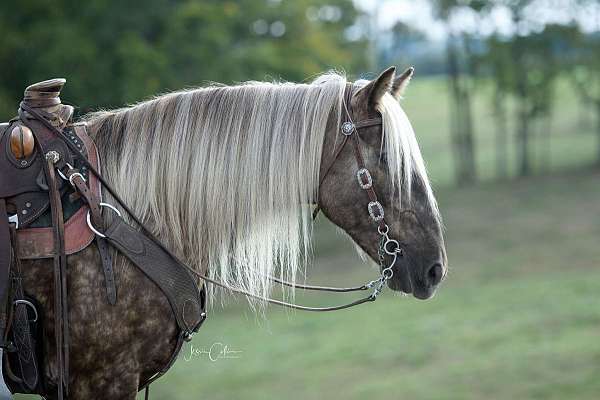 my-horse-connection-mare