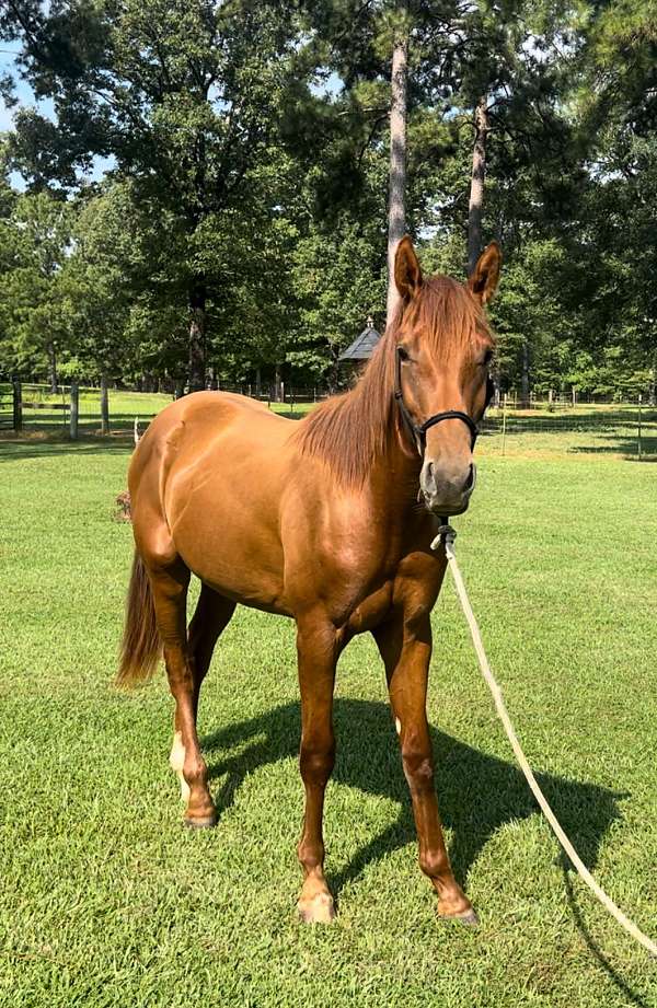cows-appendix-horse