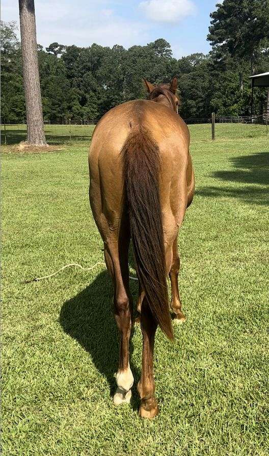 forever-appendix-horse