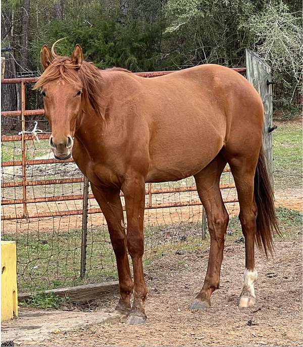forever-home-appendix-horse