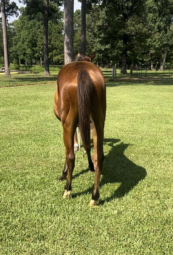 extremely-colt