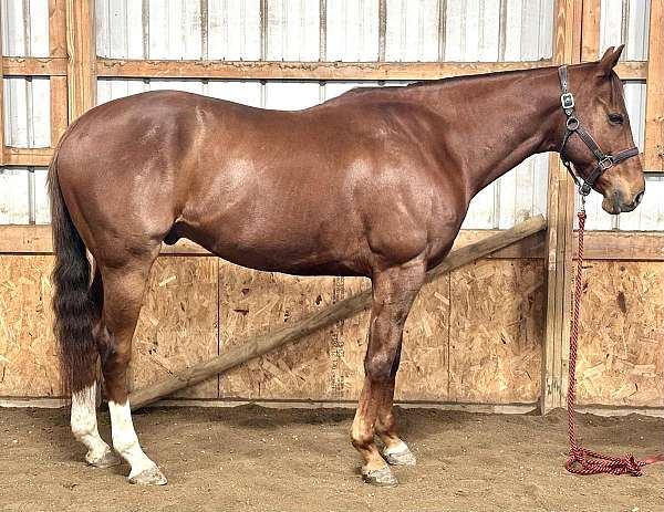chestnut-front-coronet-horse