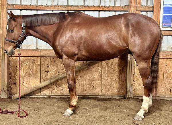 lonesome-thoroughbred-horse