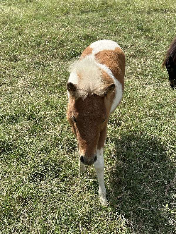 red-white-spots-horse