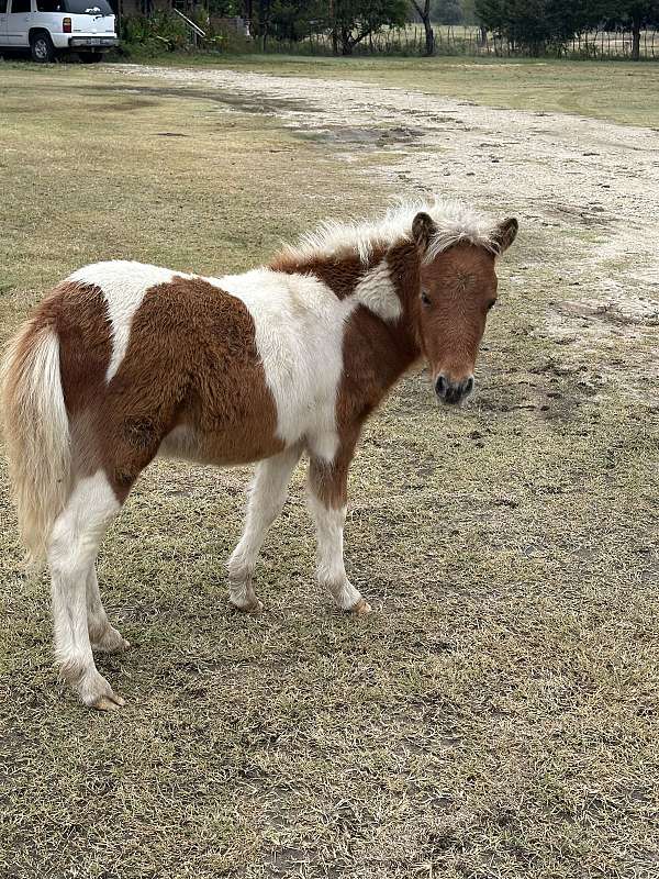 pinto-red-white-spots-horse