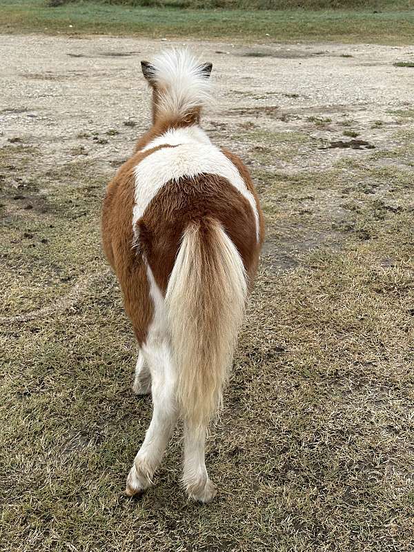miniature-horse