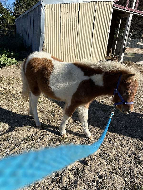 quick-miniature-horse