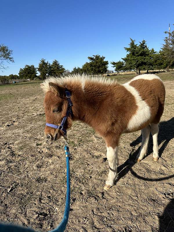 teach-miniature-horse