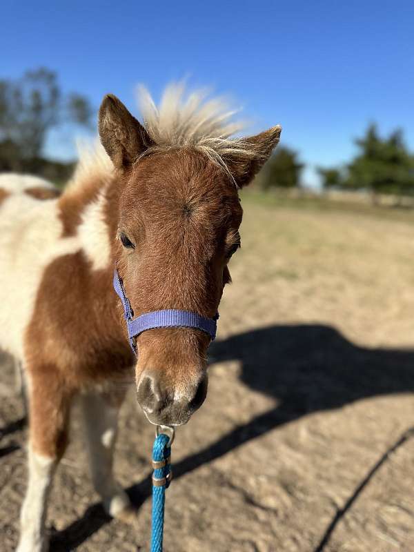 miniature-therapy-filly