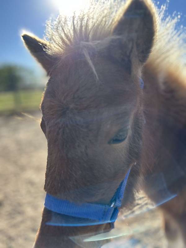 red-white-filly