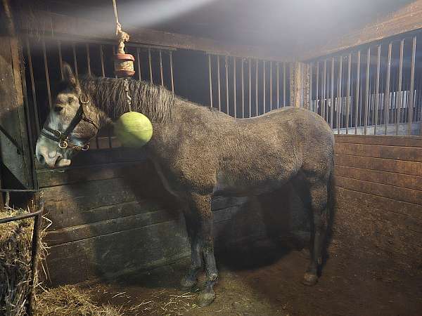 azteca-stallion