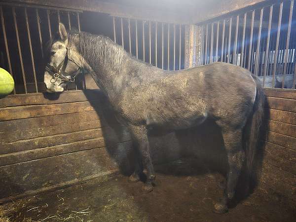 azteca-horse-for-sale