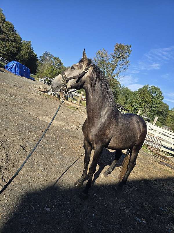 azteca-horse