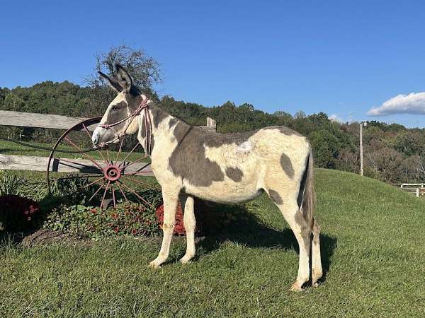 companion-halter-spotted-horse