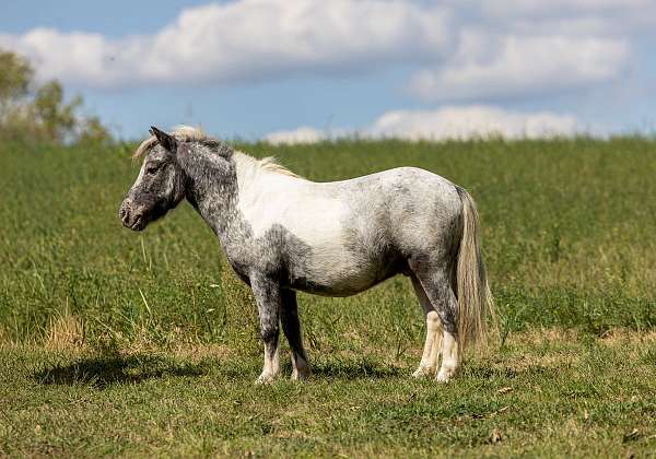 heart-of-gold-pony