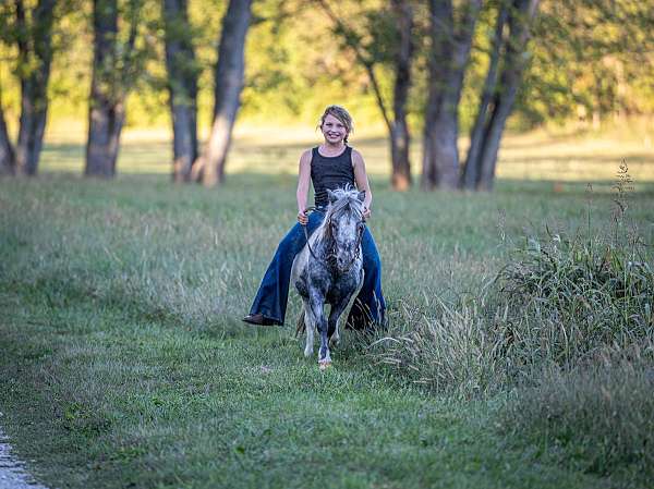 app-pony-gelding