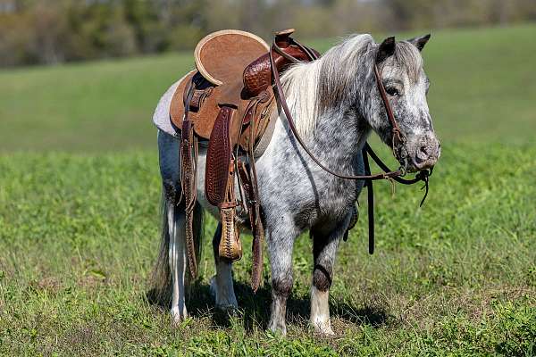 rides-like-a-big-gelding