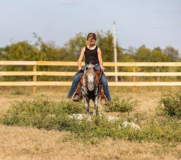 all-pony