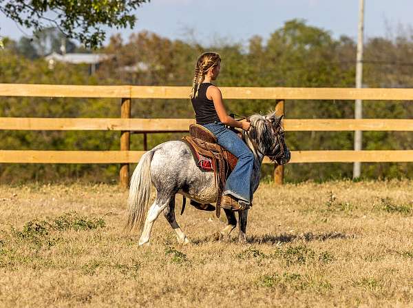 all-around-pony