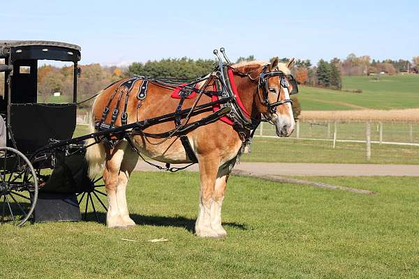 all-around-belgian-horse