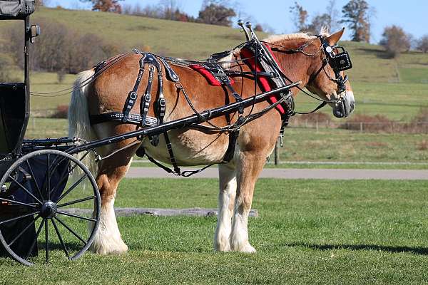 beginner-belgian-horse